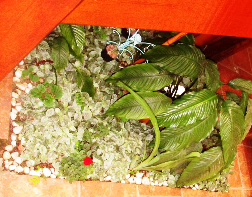 Pousada Flor De Lis Ilha Grande Kültér fotó