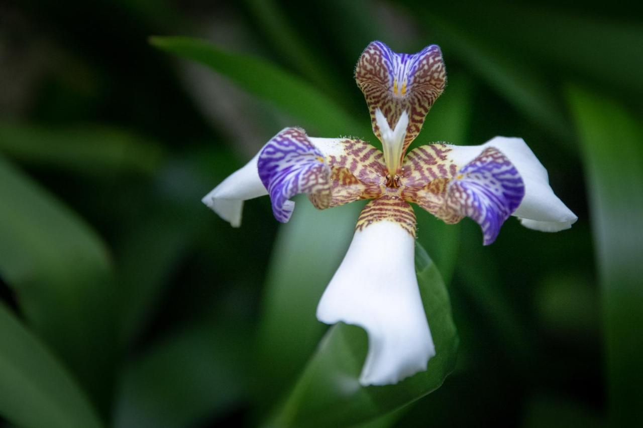Pousada Flor De Lis Ilha Grande Kültér fotó